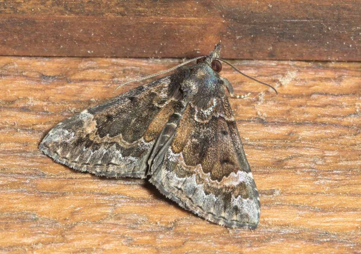 Mottled Snout, Hypena palparia
