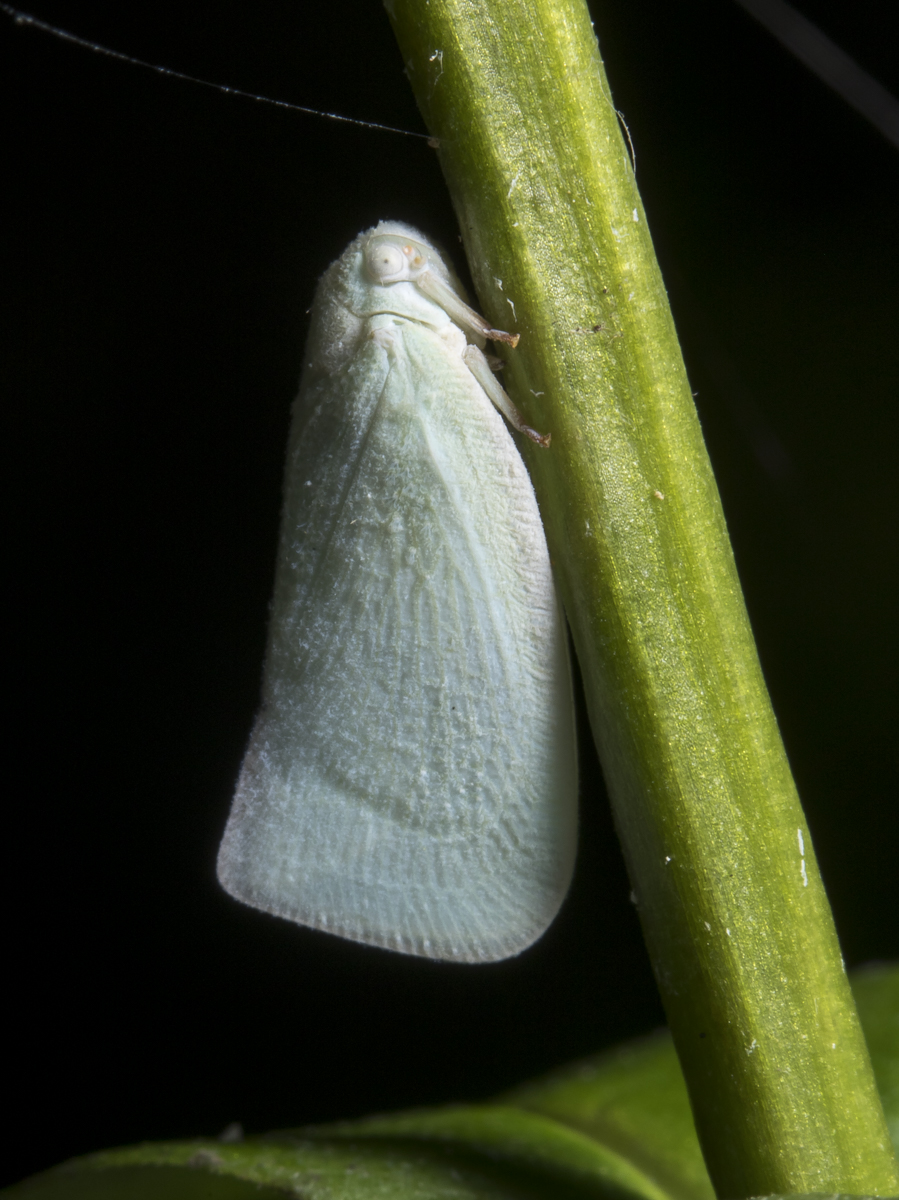 Northern Flatid Planthopper