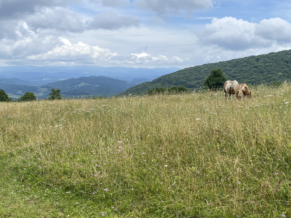 Ponies at Grayson Higlands SP