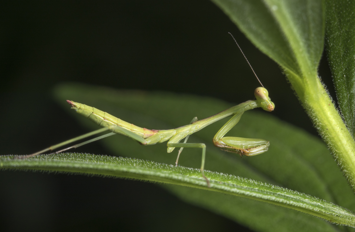 Preying mantis nymph