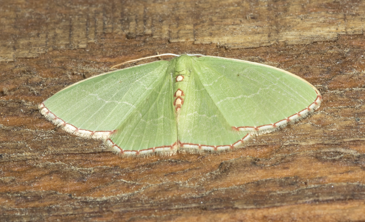 Red-bordered Emerald, Nemoria lixaria
