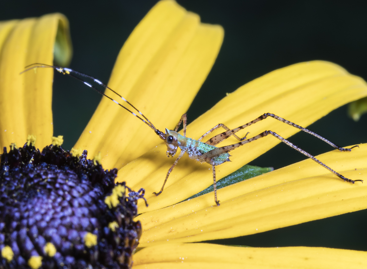 Scudder's bush katydid nymph on black-eyed Susan