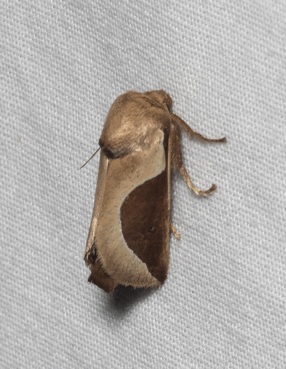Skiff Moth, Prolimacodes badia