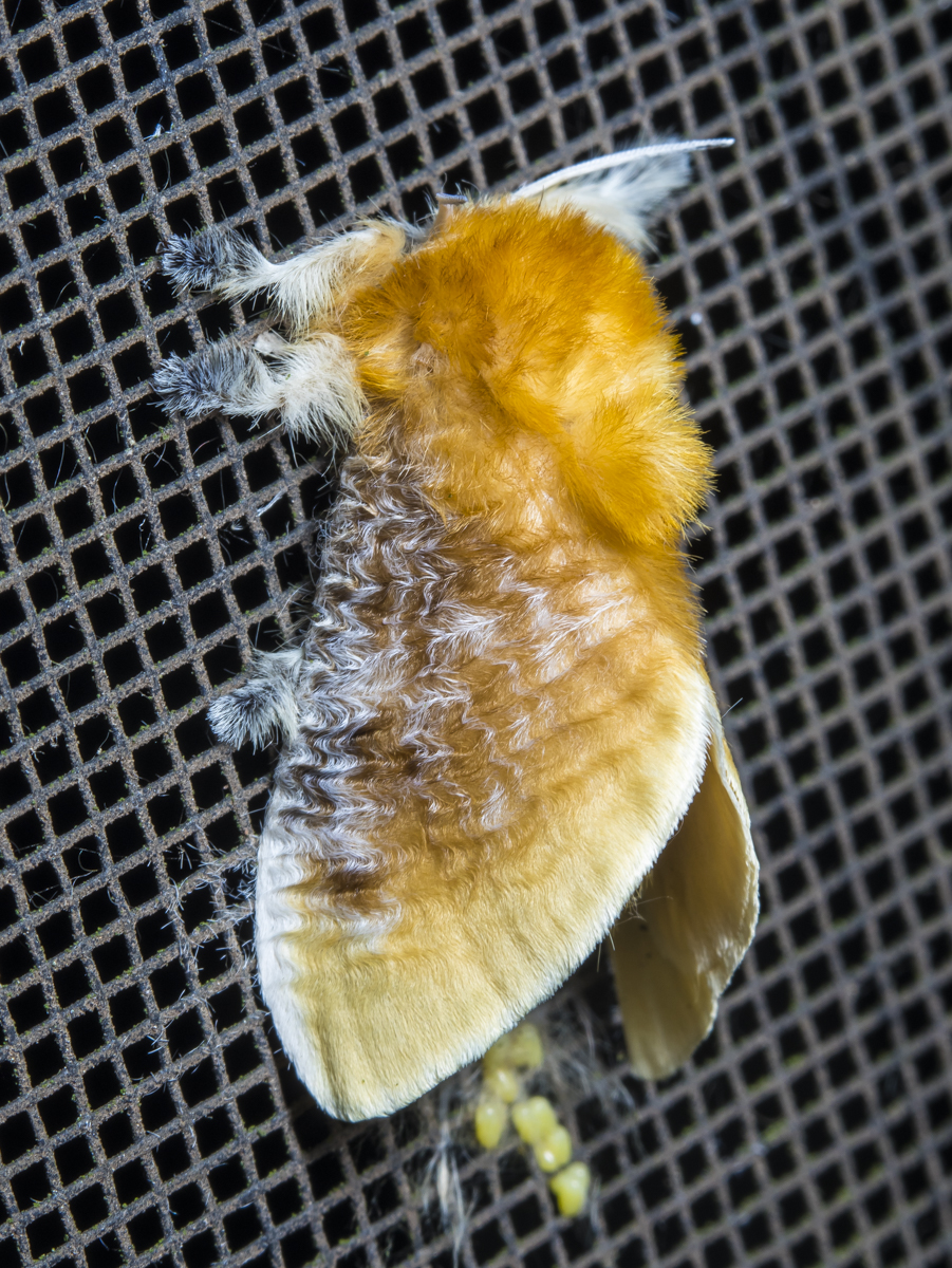 Southern Flannel Moth, female