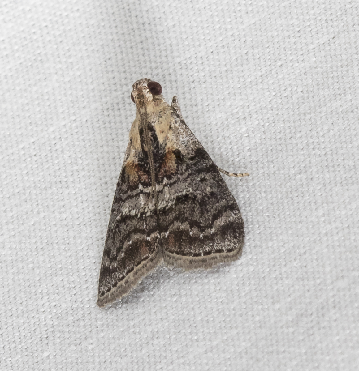 Striped Oak Webworm, Pococera expandens