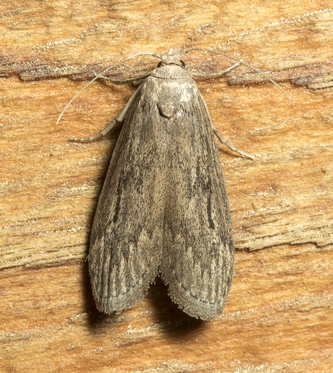 Terrenella Bee Moth, Aphomia terrenella