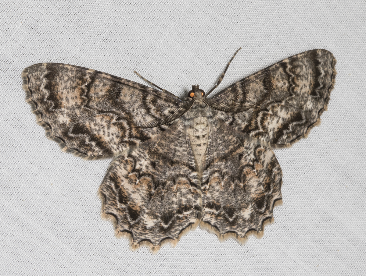 Tulip-tree Beauty, Epimecis hortaria