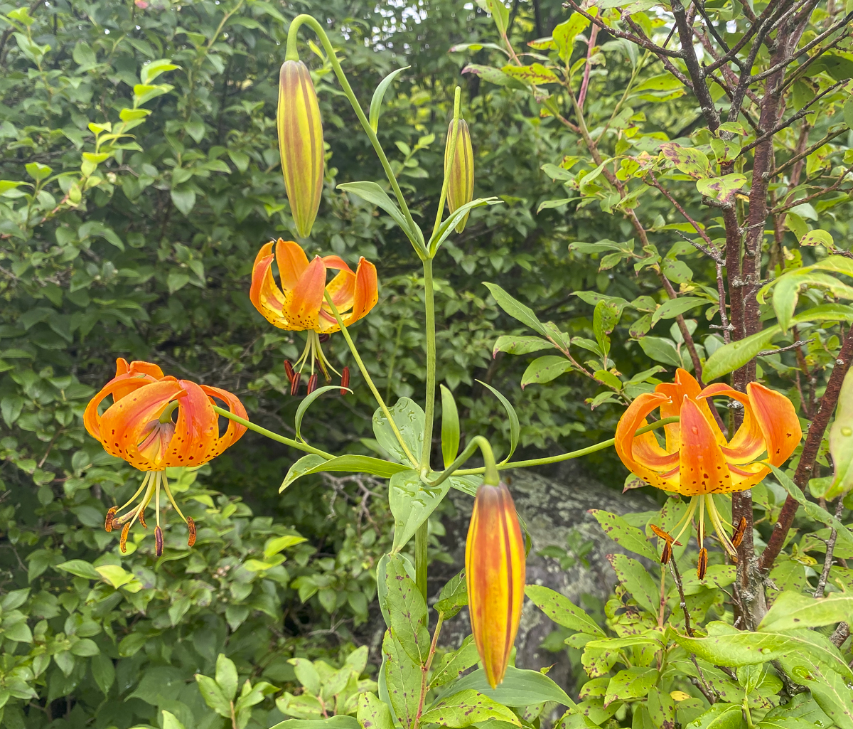 Turk's Cap Lily