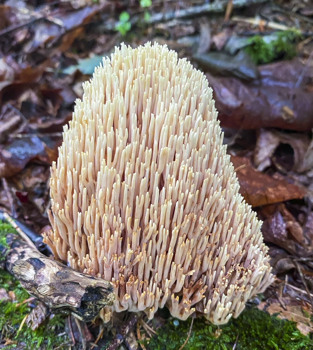 Upright Coral Fungus, Ramaria stricta