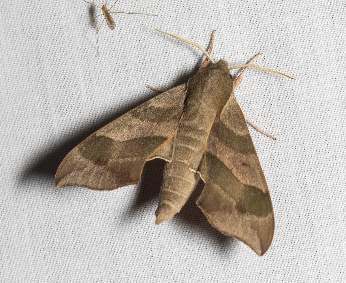 Virginia Creeper Sphinx, Darapsa myron