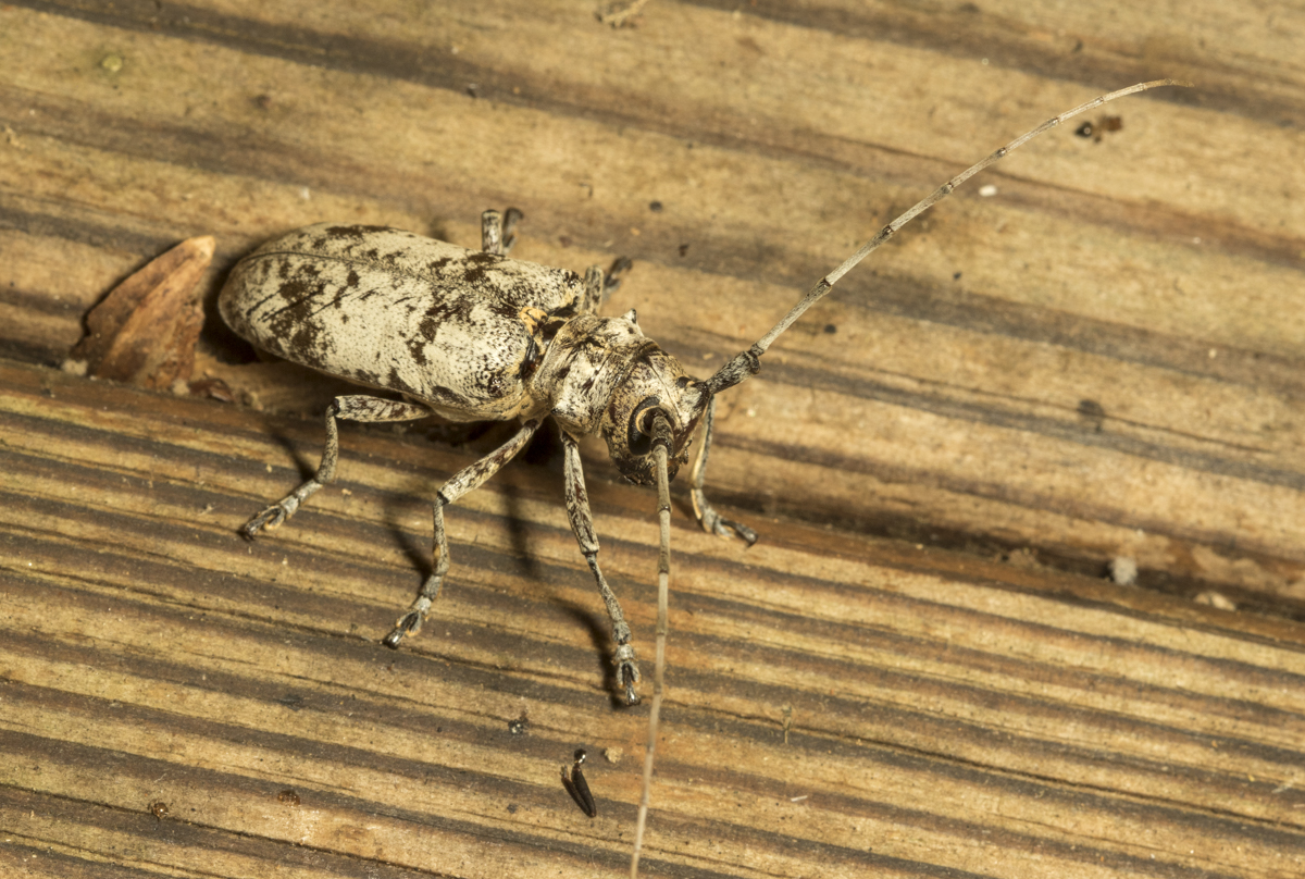 White Oak Borer, Goes tiginus