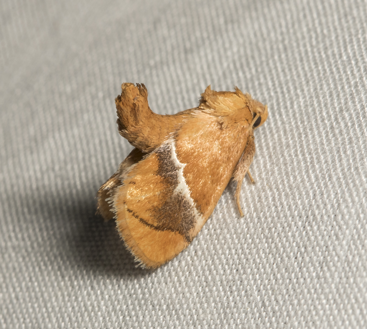 Yellow-shouldered Slug Moth, Lithacodes, fasciola