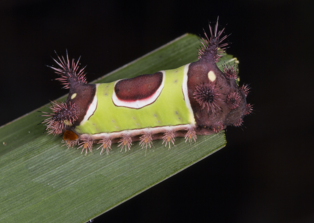 Saddleback caterpllar side view 1