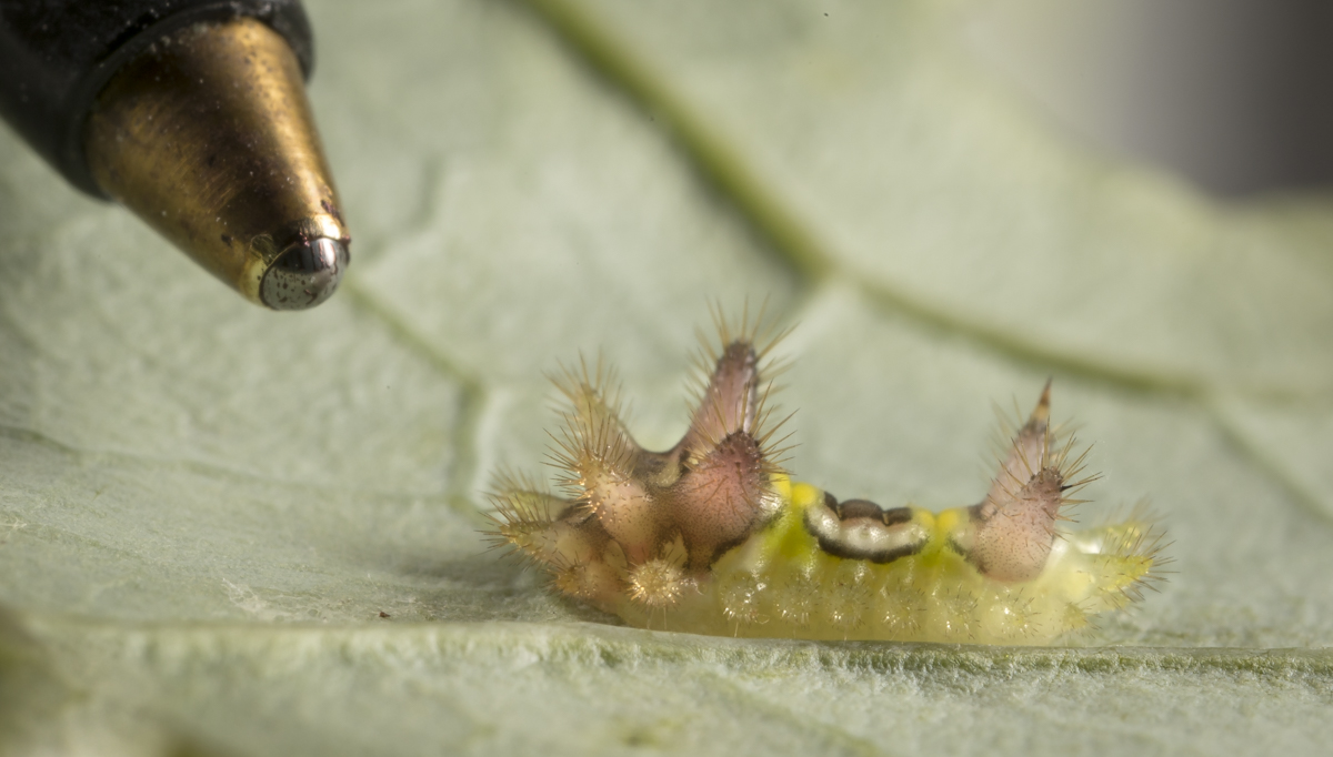 Saddleback with ballpoint pen for scale