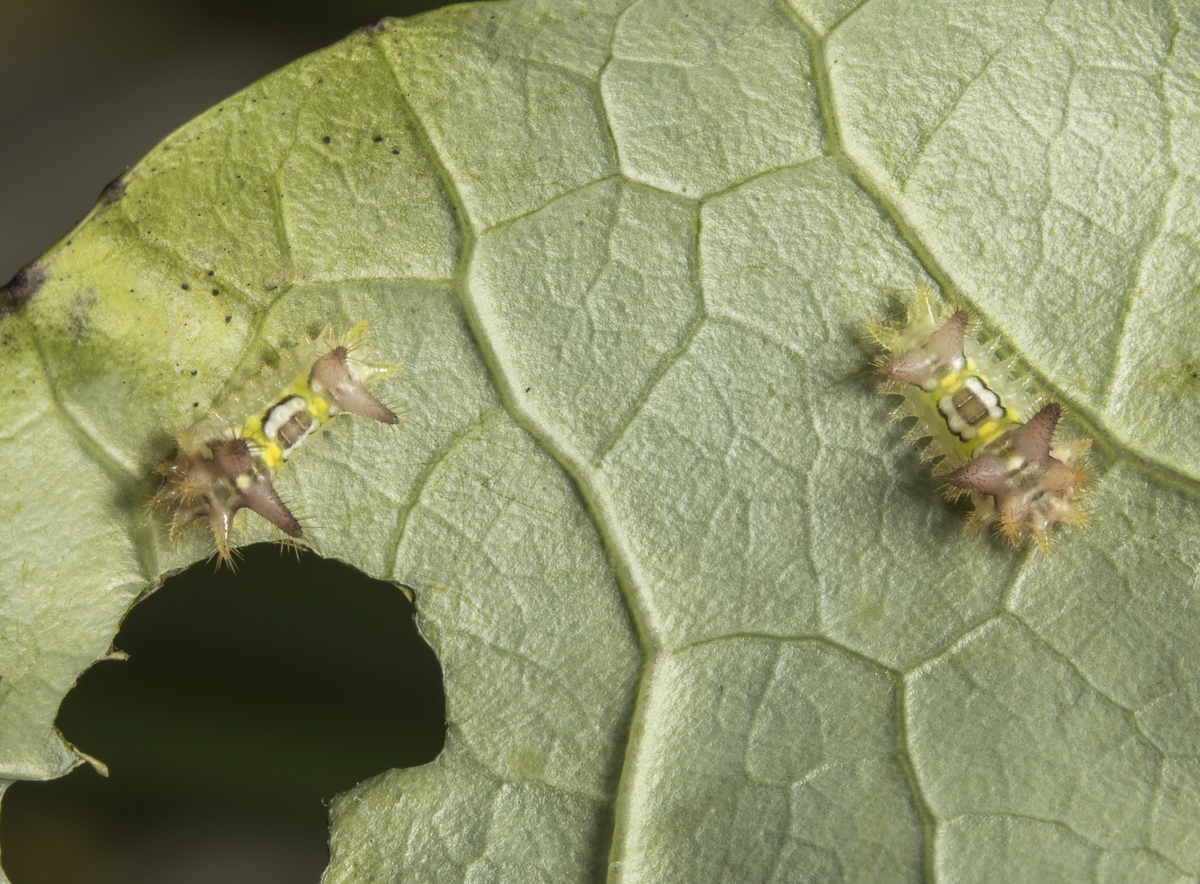 Saddlebacks on collards