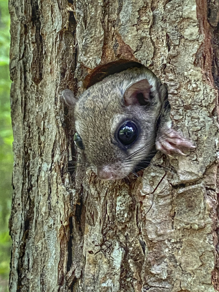 Southern flying squirrel at nest box front view