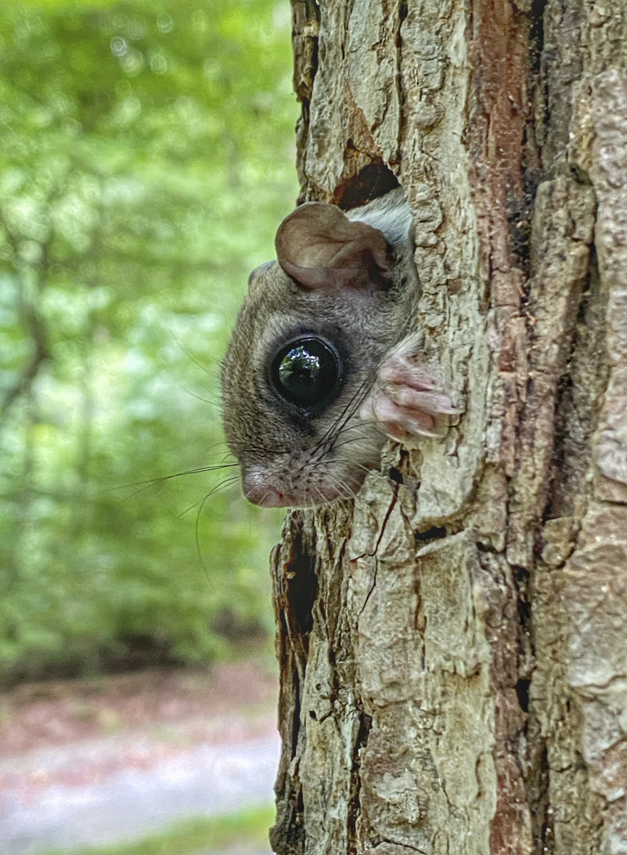 Southern flying squirrel at nest box