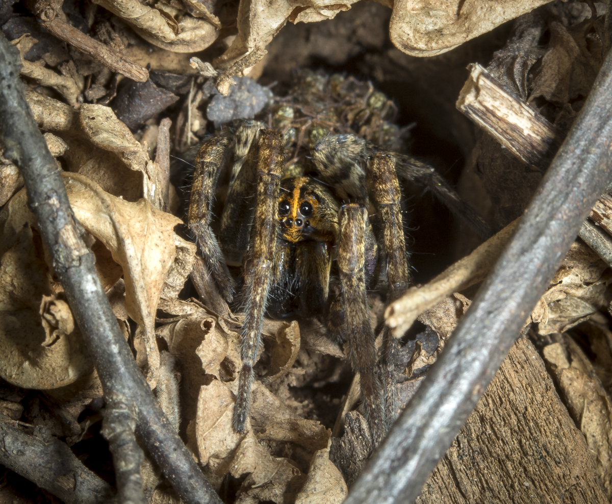 wolf spider in burrow