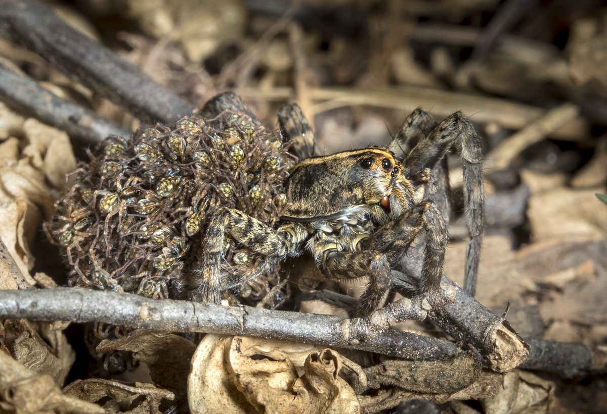 wolf spider with young on back side view