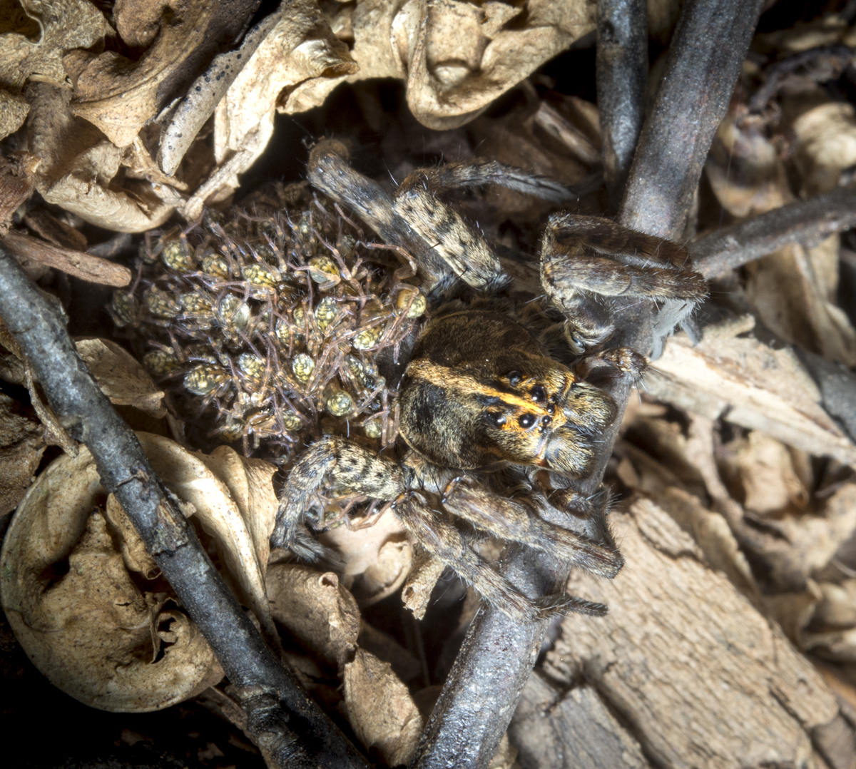 wolf spider with young on back top view