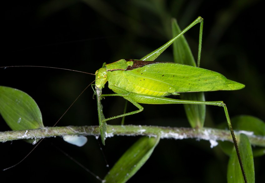 Oblong-winged Katydid – Amblycorypha oblongifolia | Roads End Naturalist