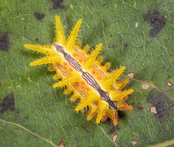 BugFest 2022 Caterpillarology Highlights | Roads End Naturalist