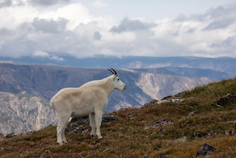 Exploring the Beartooth Mountains – Roads End Naturalist