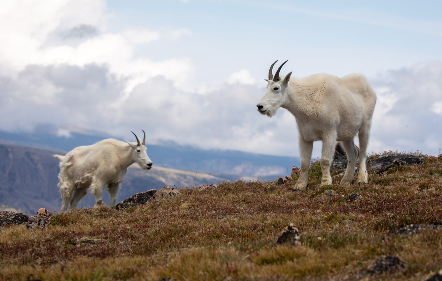 Exploring the Beartooth Mountains – Roads End Naturalist