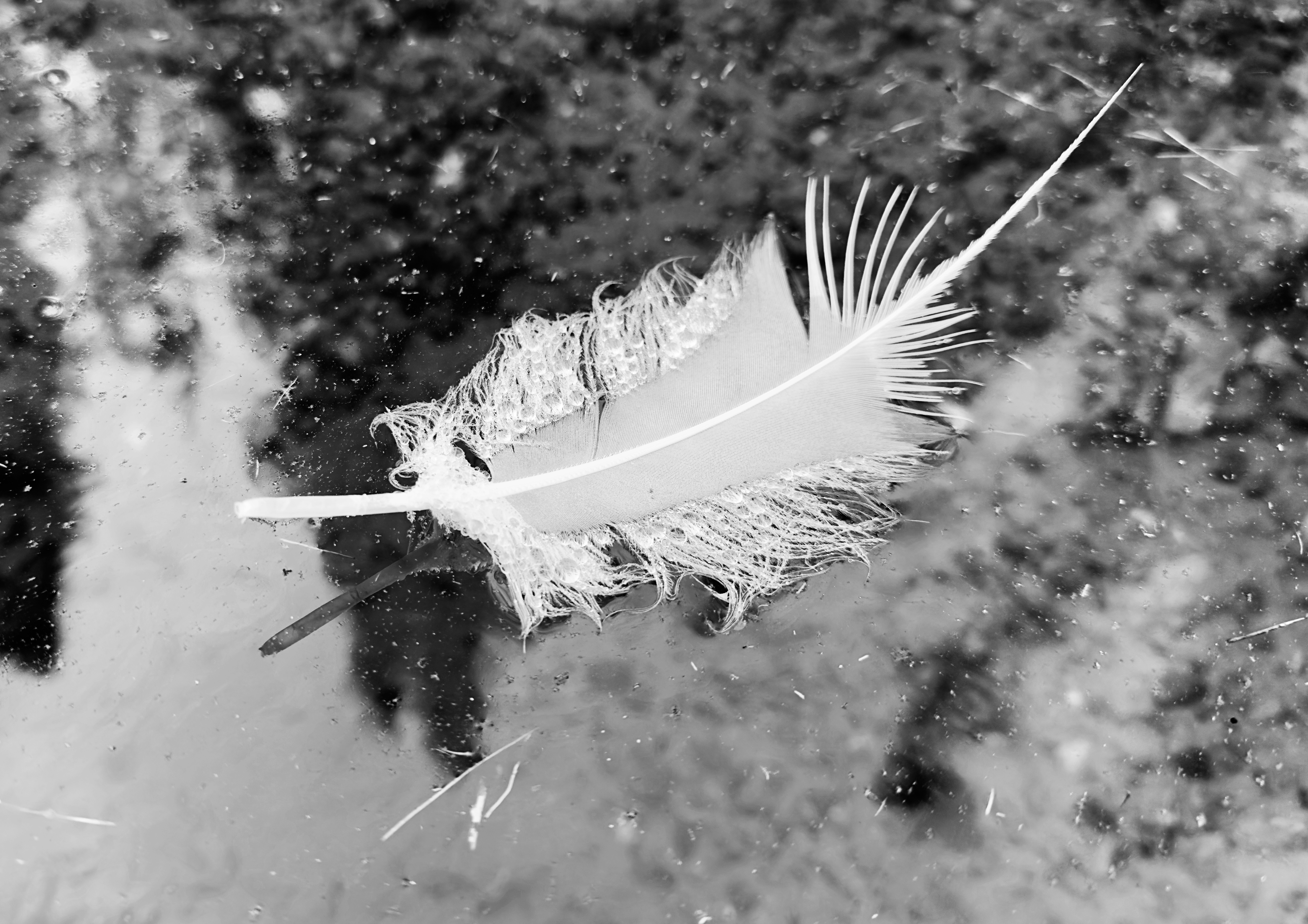 black and white image of swan feather on water with reflection of fir trees