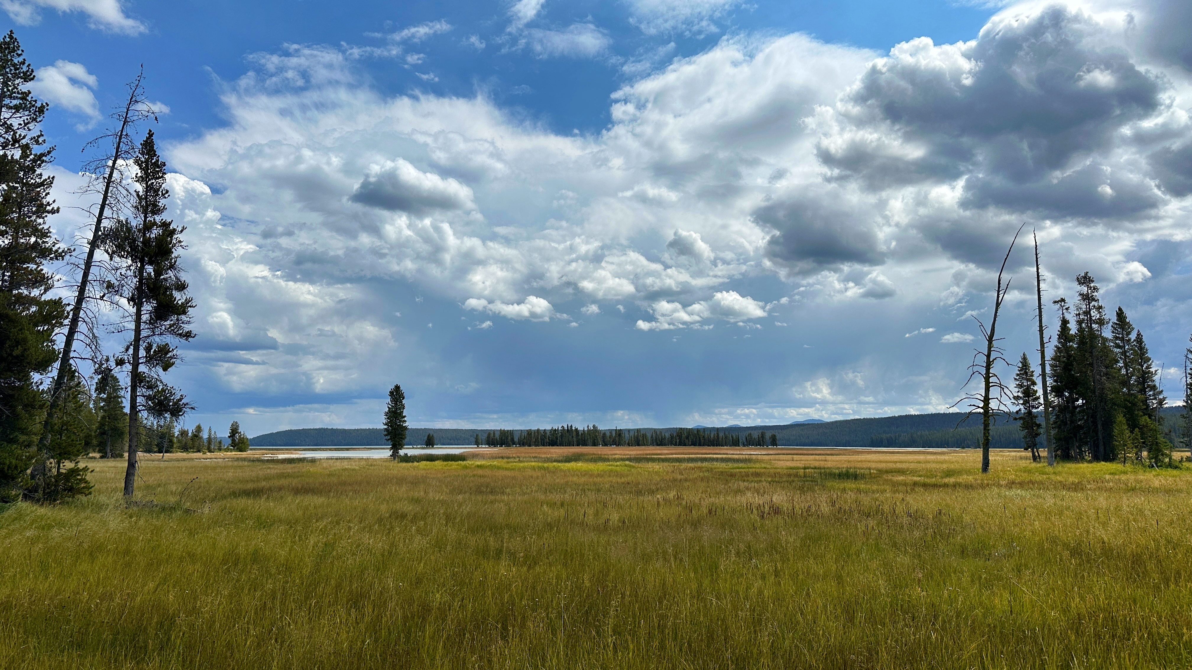 grassy meadow flanked by spruce and fir trees, lake in the background