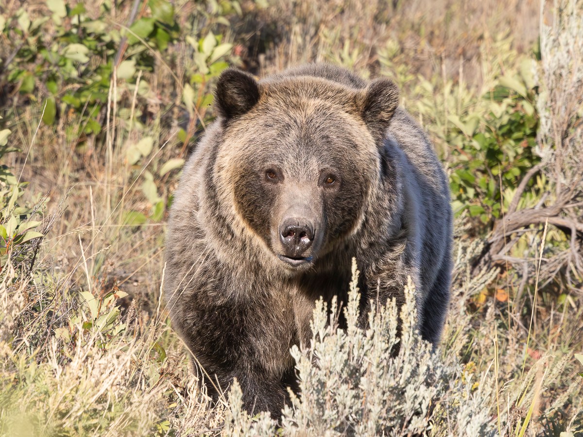 Season of the&nbsp;Bears