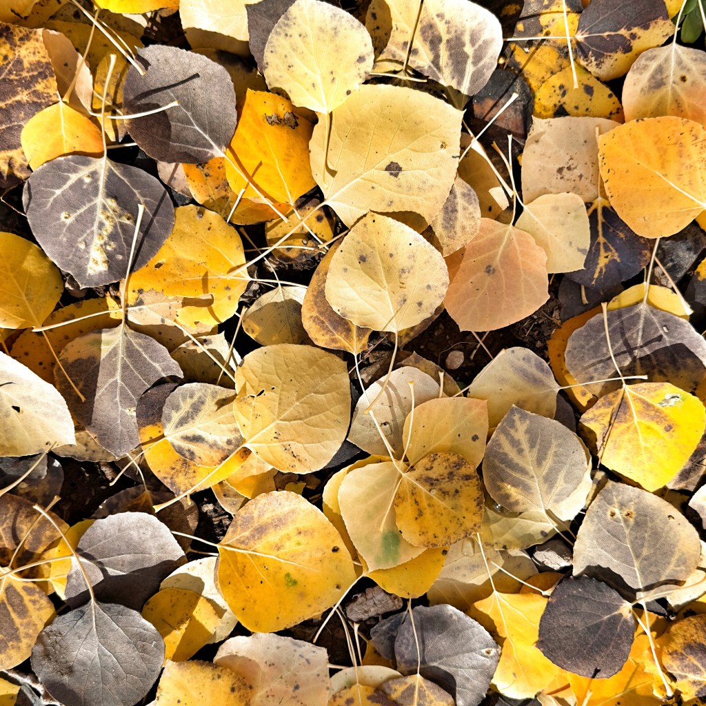 The Colors of Autumn