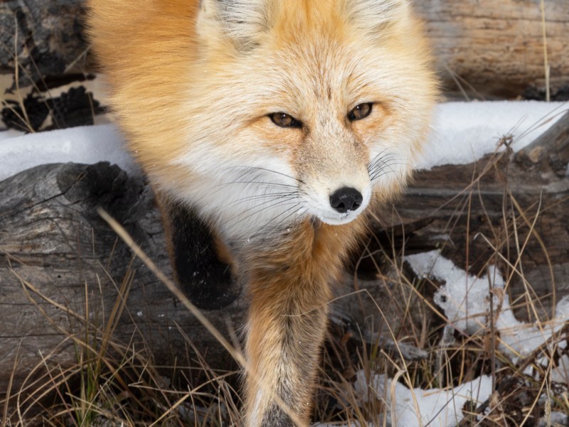 Be Like the&nbsp;Fox