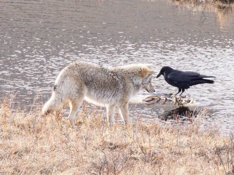 Update on Scavenger’s Delight