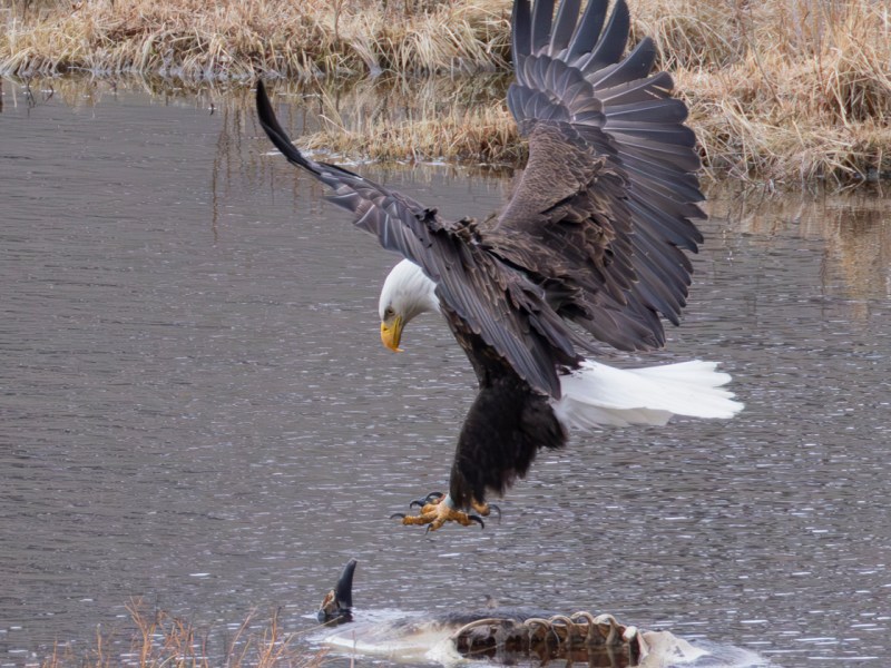 Scavengers’ Delight