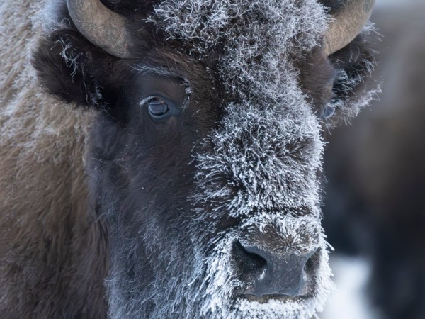 Icy Bison