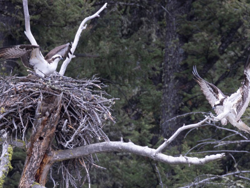 It Must Be Spring&nbsp;(?)