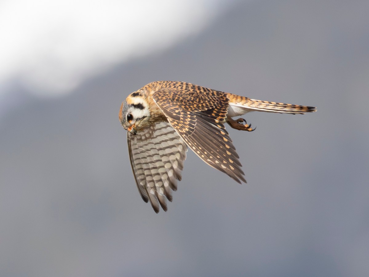 Avian Hovercraft
