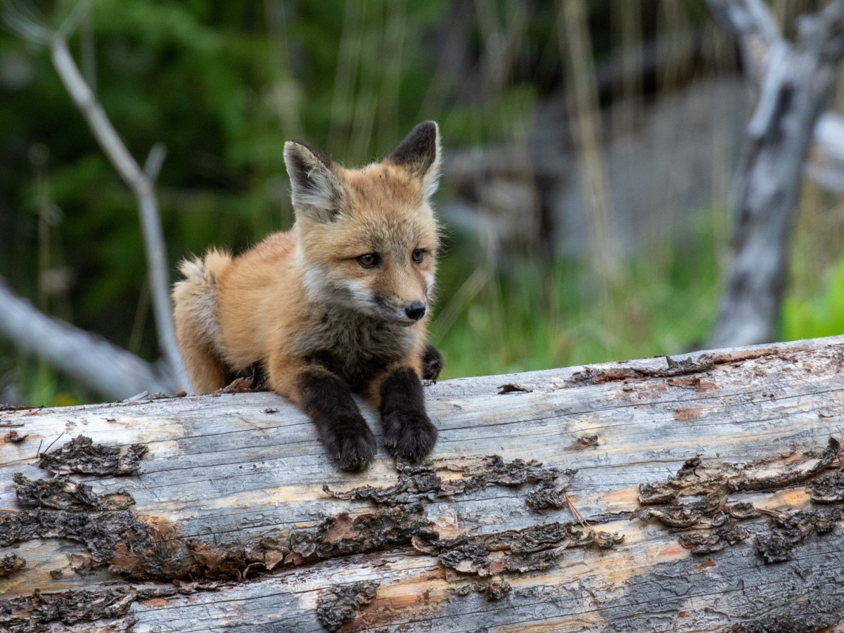 Walks with a Naturalist – Volume 3 is&nbsp;out!