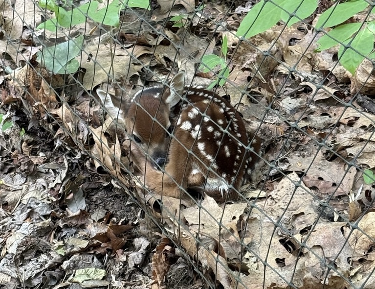 curled up whitetail deer fawn next to fence