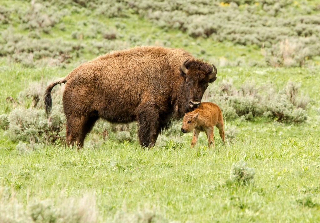 bison cow and calf