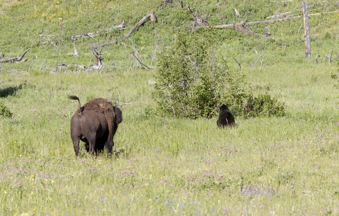 bison with its tail up charging after a black bear