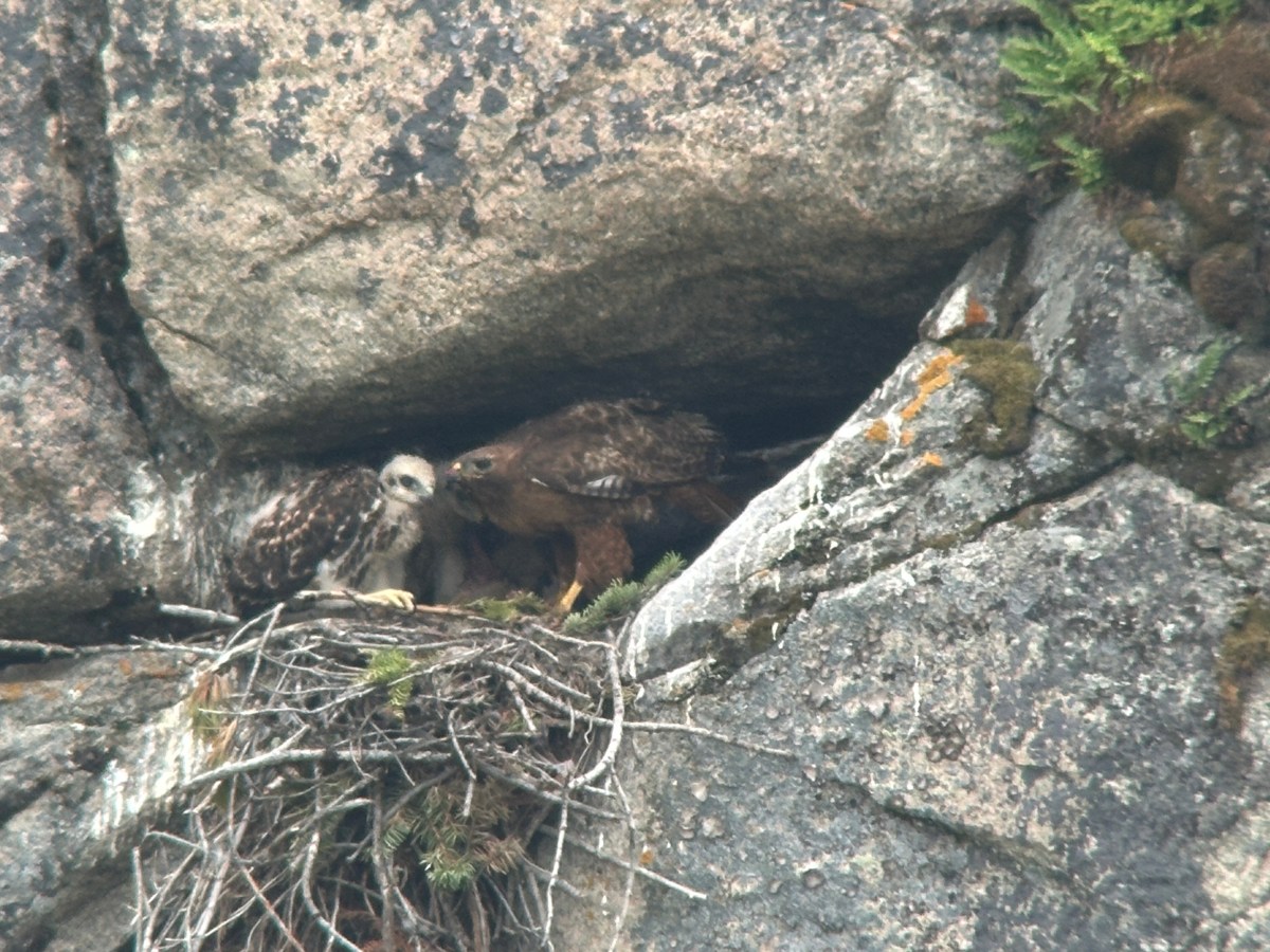 Raising Raptors