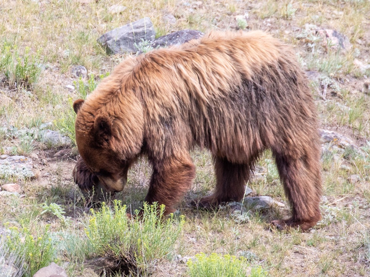Of Bears and&nbsp;Ants