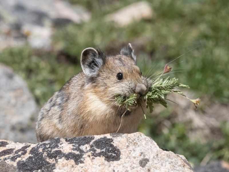 Pika Perfect
