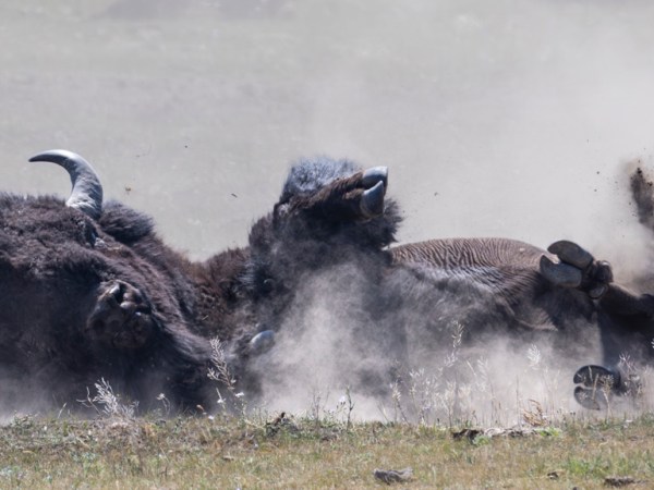 The Wallow
